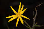 Carolina silkgrass